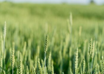 В Україні зібрали перші 35 тис. тонн зерна