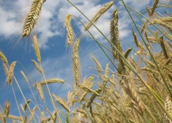 У Росії експорт зерна обвалився на чверть