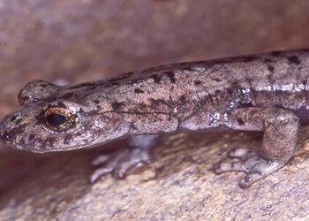 У США виявили новий вимерлий вид саламандри