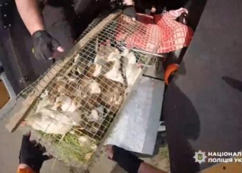 «Білі янголи» евакуювали жінок із тваринами з Хотіні