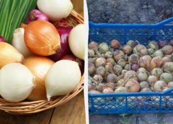Цибуля залишиться свіжою 3 місяці і не проростає: у чому її треба зберігати
