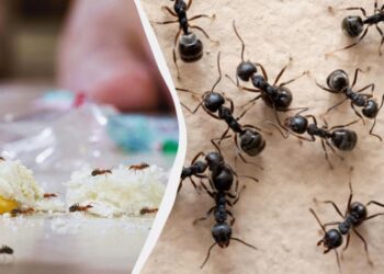 Дешевий засіб від мурах: комахи назавжди забудуть до вас дорогу