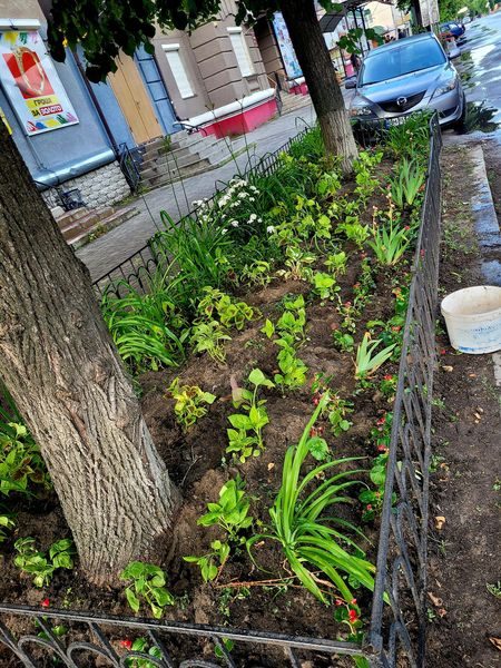 Дві небайдужі жительки Шостки прикрасили занедбану клумбу новими квітами