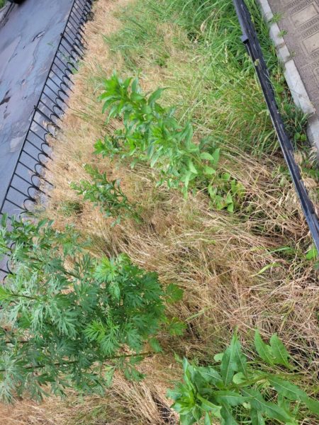 Дві небайдужі жительки Шостки прикрасили занедбану клумбу новими квітами