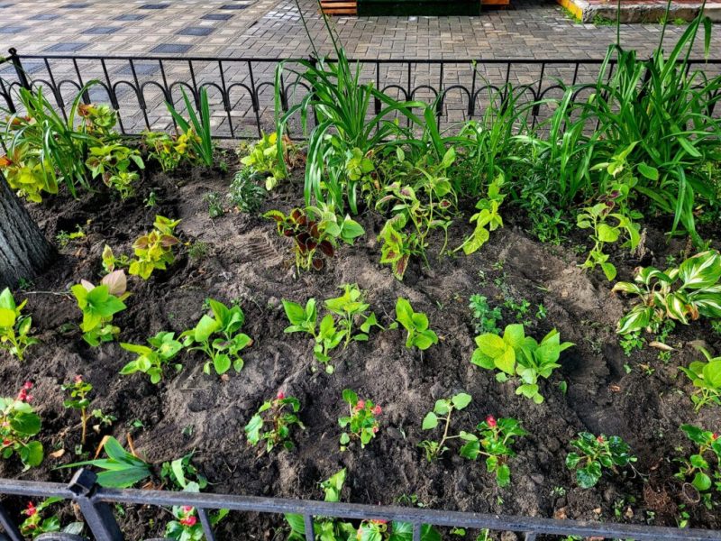 Дві небайдужі жительки Шостки прикрасили занедбану клумбу новими квітами