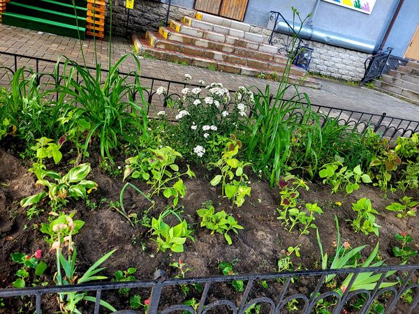 Дві небайдужі жительки Шостки прикрасили занедбану клумбу новими квітами