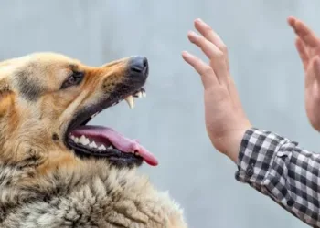 На Сумщині зростає кількість випадків сказу: в перші місяці року зафіксовано річний показник