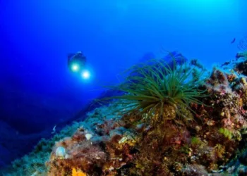 Кислотність океану досягла критичного рівня: вчені зі США та Британії пояснили, чим це загрожує