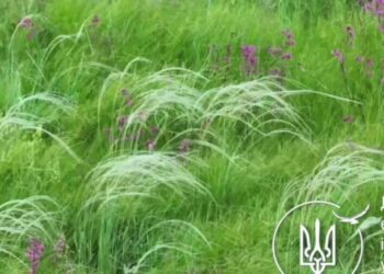 На Конотопщині держекоінспекція виявила популяцію рідкісної для Сумщини рослини