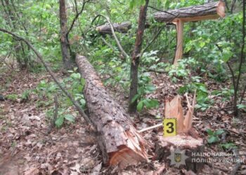 На Роменщині молодик нарубав дерв у заповіднику на 200 000 грн