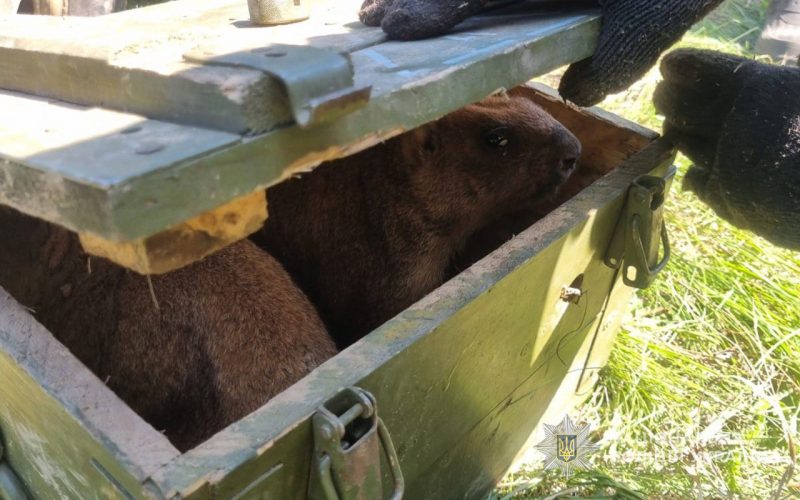 На Сумщині екоінспектори врятували червонокнижних бабаків від рук браконьєрів