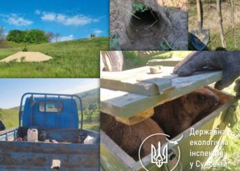 На Сумщині екоінспектори врятували червонокнижних бабаків від рук браконьєрів