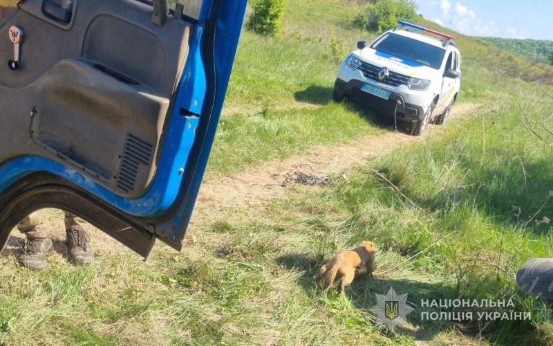 На Сумщині екоінспектори врятували червонокнижних бабаків від рук браконьєрів