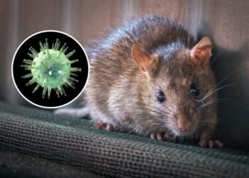 На Сумщині зафіксували перший випадок хантавірусу: найімовірніше хворий заразився від гризунів