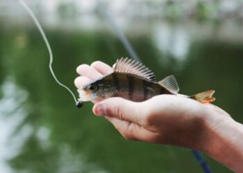 На Сумщині закінчується нерестова заборона на вилов риби та раків