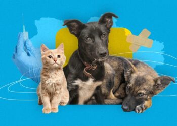 ЩЕПЛЕННЯ ТВАРИН ПРОТИ СКАЗУ