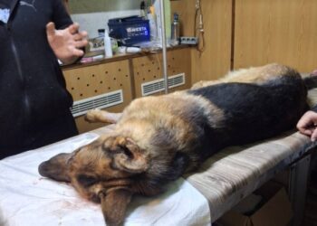 Службовий пес Ральф, якого було поранено під час ракетного удару, успішно прооперований