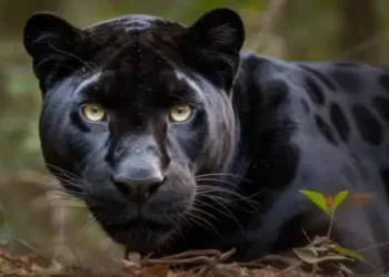 У горах Болгарії блукає чорний леопард: небезпечну ділянку перекрили, розставили пастки, тварину шукають 100 поліцейських і мисливців