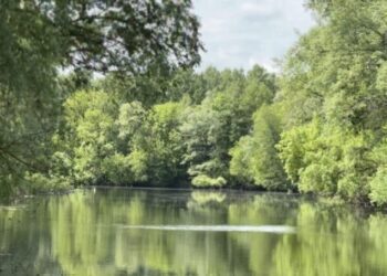 У Сеймі знову фіксують мор риби