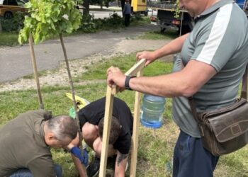 У Шостці на Алеї пам’яті з’явилися нові деревця + Фото