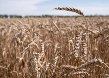 В Україну прийшла аномальна погода: синоптик розповів, що буде з урожаєм цього літа