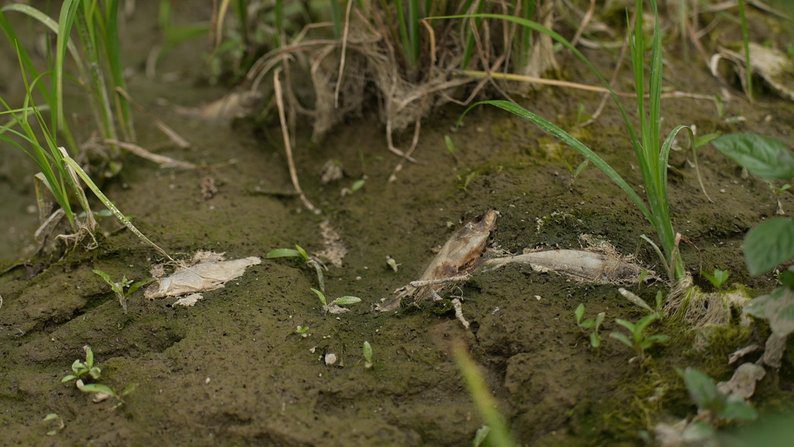 &ldquo;З Росії текла якась нечисть&rdquo;: мор риби у річці Сейм на Сумщині,-розповідають Суспільне Суми