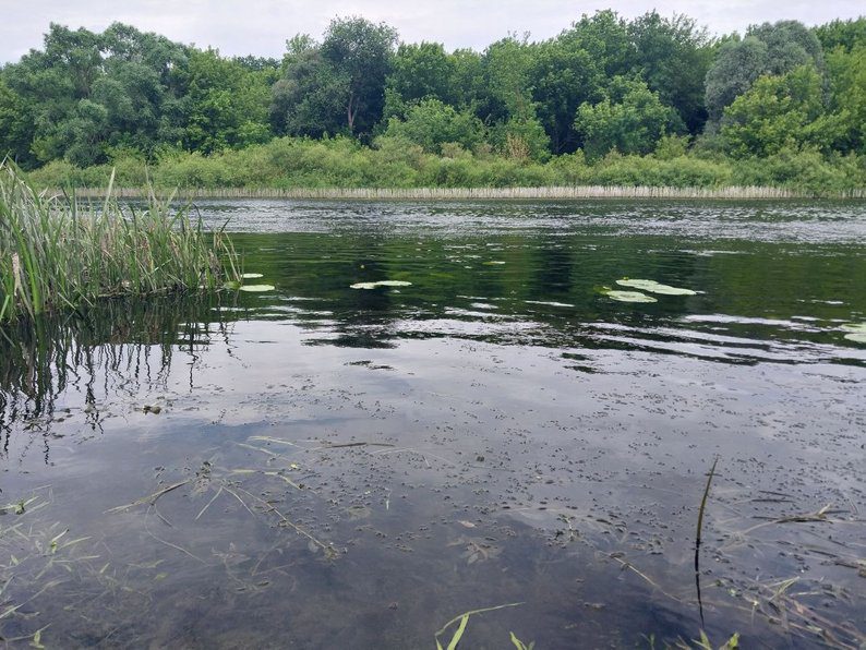 &ldquo;З Росії текла якась нечисть&rdquo;: мор риби у річці Сейм на Сумщині,-розповідають Суспільне Суми