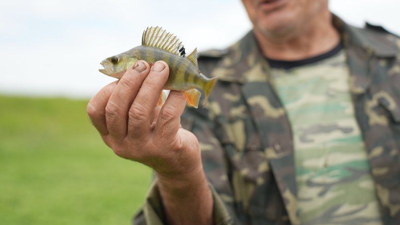 &ldquo;З Росії текла якась нечисть&rdquo;: мор риби у річці Сейм на Сумщині,-розповідають Суспільне Суми