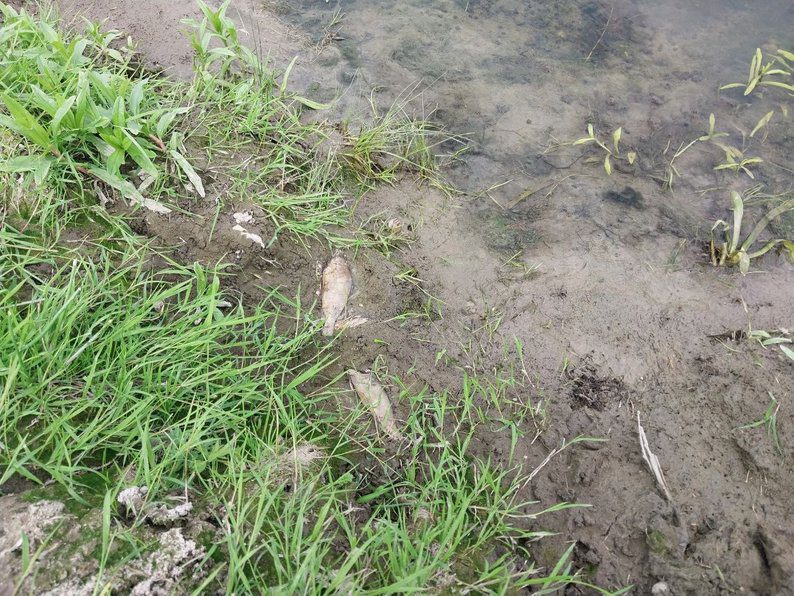 &ldquo;З Росії текла якась нечисть&rdquo;: мор риби у річці Сейм на Сумщині,-розповідають Суспільне Суми