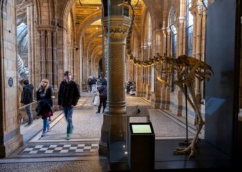 Науковці хочуть  оживити  птаха, що вимер 600 років тому