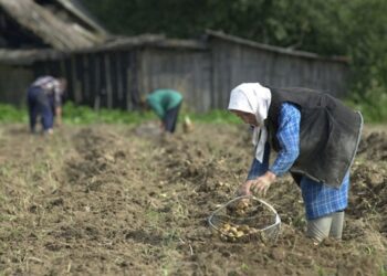 Лукашенко допрацювався до картопляної кризи у Білорусі – ЗМІ