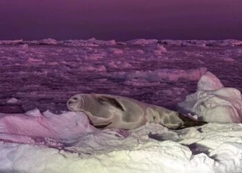 Полярники зафіксували тюленя на тлі  чорничного  неба