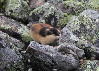 Наймолодший ссавець: вчені розкрили еволюцію норвезького лемінга