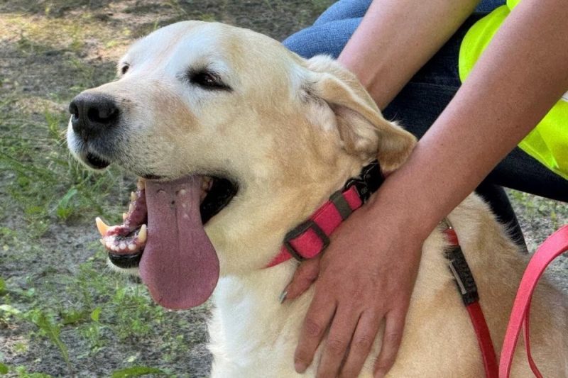 Чотирилапі терапевти: прикордонники Сумщини долучилися до каністерапії