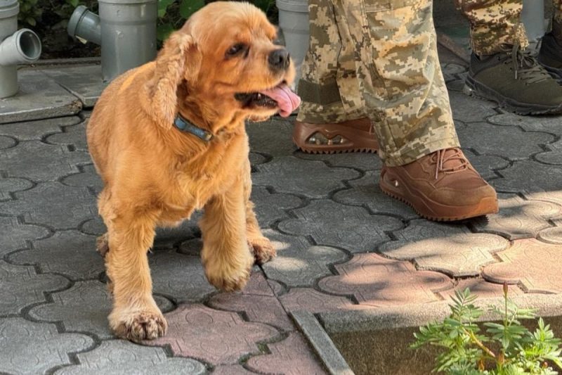 Чотирилапі терапевти: прикордонники Сумщини долучилися до каністерапії