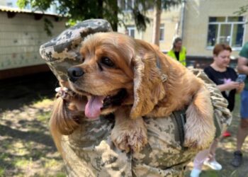 Чотирилапі терапевти: прикордонники Сумщини долучилися до каністерапії