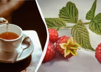 Для чого потрібно пити чай із листя малини: користь для здоров’я та способи заварювання