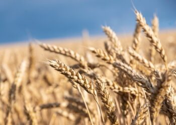 У Мінагрополітики знизили прогноз врожаю зернових на 5%