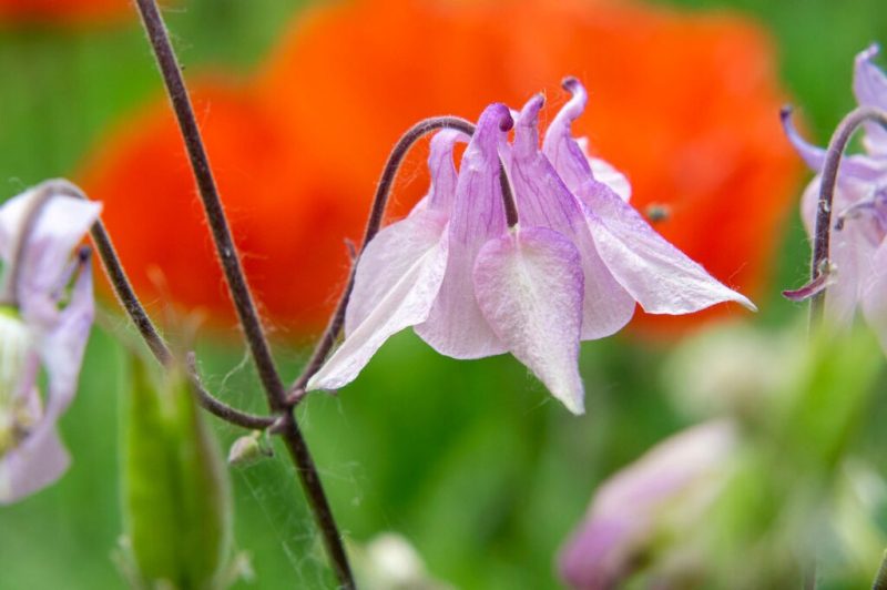 Музейний психо-соціальний хаб “Місце сили” у Шостці запрошує на безкоштовне заняття “Фототерапія”
