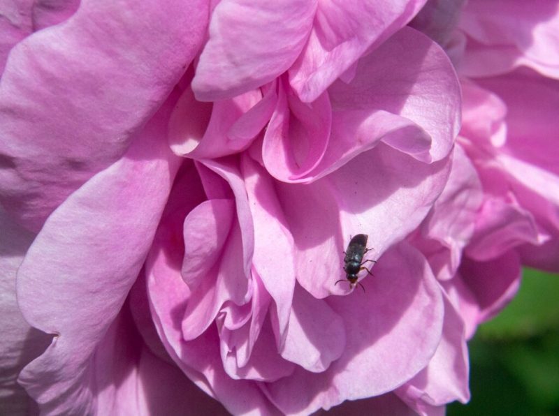 Музейний психо-соціальний хаб “Місце сили” у Шостці запрошує на безкоштовне заняття “Фототерапія”