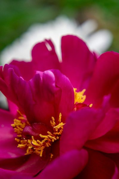 Музейний психо-соціальний хаб “Місце сили” у Шостці запрошує на безкоштовне заняття “Фототерапія”