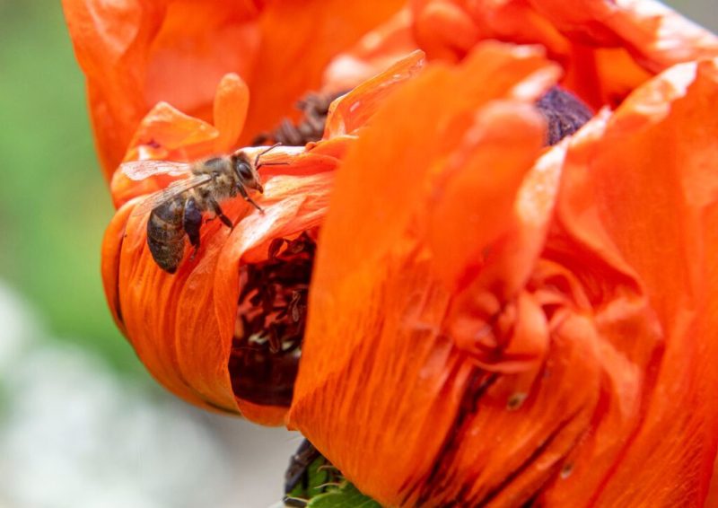 Музейний психо-соціальний хаб “Місце сили” у Шостці запрошує на безкоштовне заняття “Фототерапія”