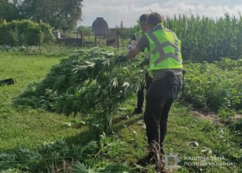 На Конотопщині поліцейські викрили незаконне вирощування конопель