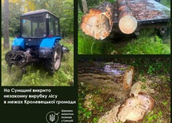 На Сумщині виявили нелегальний поруб дерев на території агролісгоспу