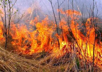 Після ворожого обстрілу на Шосткинщині згоріло 1,5 га сухої рослинності: сума збитків, завданих екології, склала понад 3 млн грн