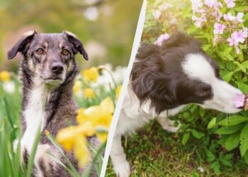 Собака назавжди відучиться підбирати сміття з землі: безвідмовний трюк для всіх порід