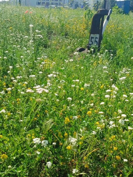 Територія однієї з залізничних станцій у Конотопському районі заростає бур’янами: місцева влада б’є на сполох