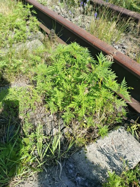 Територія однієї з залізничних станцій у Конотопському районі заростає бур’янами: місцева влада б’є на сполох