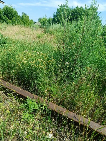 Територія однієї з залізничних станцій у Конотопському районі заростає бур’янами: місцева влада б’є на сполох