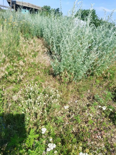 Територія однієї з залізничних станцій у Конотопському районі заростає бур’янами: місцева влада б’є на сполох